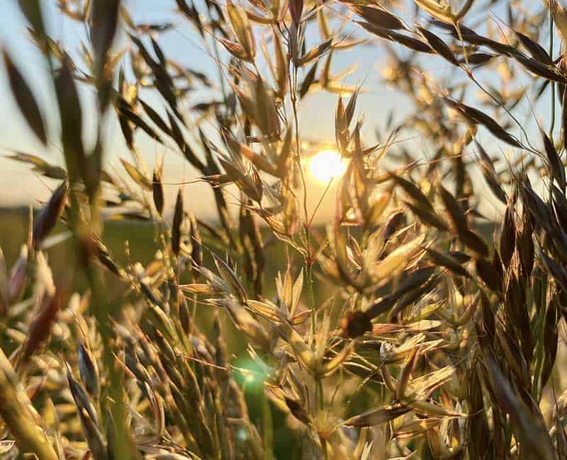 Épis de céréales dorés éclairés par le soleil