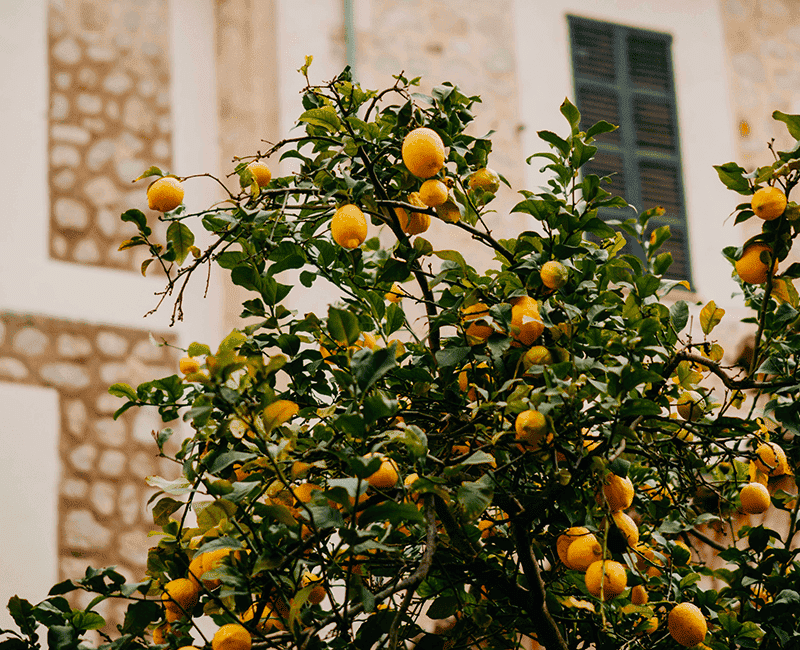 Citrons jaunes sur les branches d’un citronnier