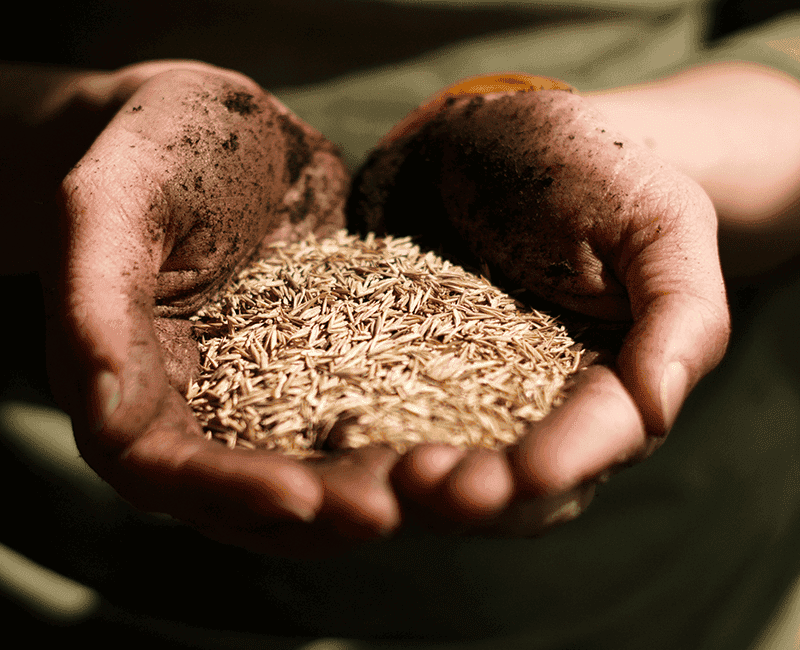 Mains tenant des grains de céréales